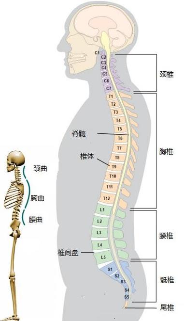 人类脊椎知多少