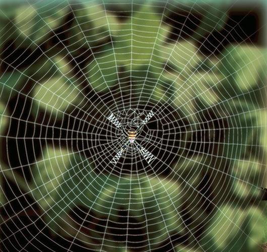 蜘蛛丝是世界上韧性和强度最高的天然纤维