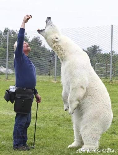 居然有人养北极熊?