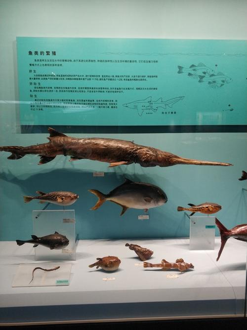 参观自然博物馆,各种鱼类标本化石