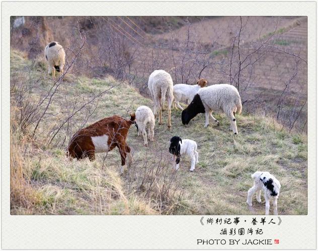 屈伟力 | 乡村纪事 | 养羊人 | 摄影图片记