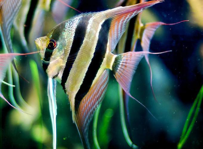  p>埃及神仙(pterophyllum aitum)学名横纹神仙鱼,又称埃及燕鱼,为鲈