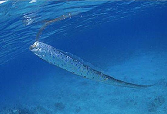 世界上最大的带鱼巨型皇带鱼长达15米