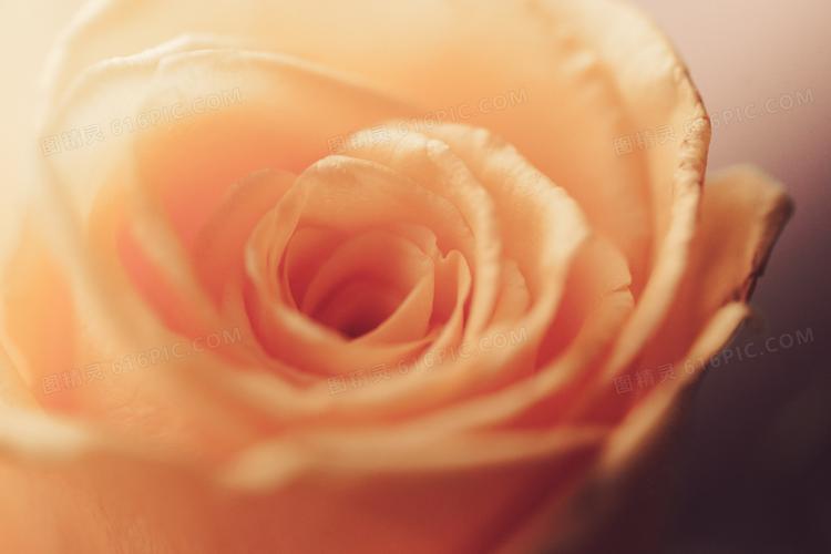 唯美意境玫瑰花特写图片