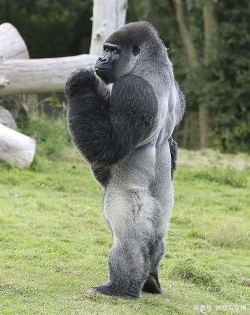 大猩猩吃素还不锻炼,依然有一身健壮的肌肉,为何近亲人类不行?