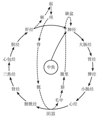 图4-2 营气循行图(2)任督循行:营气在十二经脉循行时,还有另一分支,即