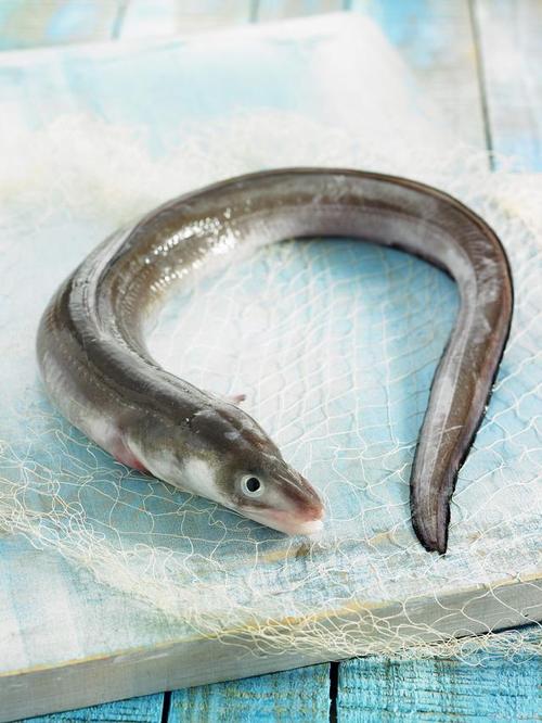 海鳗鱼多少钱一斤