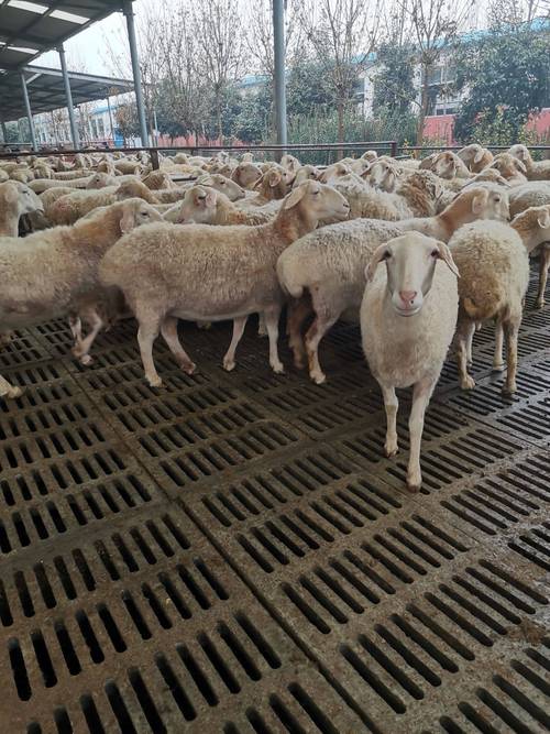 沛县成年湖羊价格多少钱一只引种湖羊送铡草机