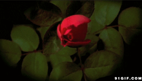 红色玫瑰花盛开图片