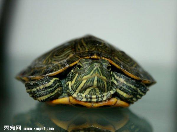 巴西红耳龟品种简介及高清图片