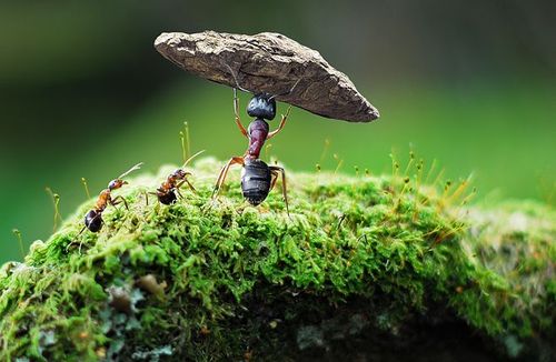 蚂蚁举石头