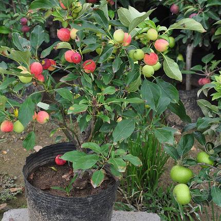 红肉苹果红富士苹果盆栽庭院南北方植物贵人果平安果芭蕾苹果包邮_7折