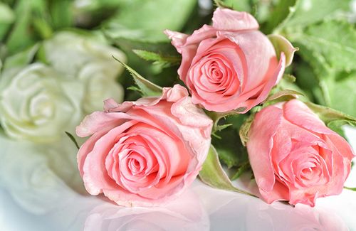 玫瑰,三 3,粉红色,花卉壁纸,照片,下载