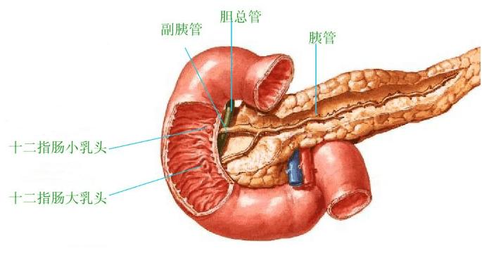【内脏与疼痛】十二指肠的解剖结构_cm_水平_肠系膜