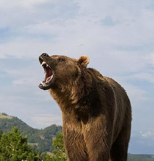 青海频发人熊冲突棕熊盯上人类了普通人如何应对野熊袭击