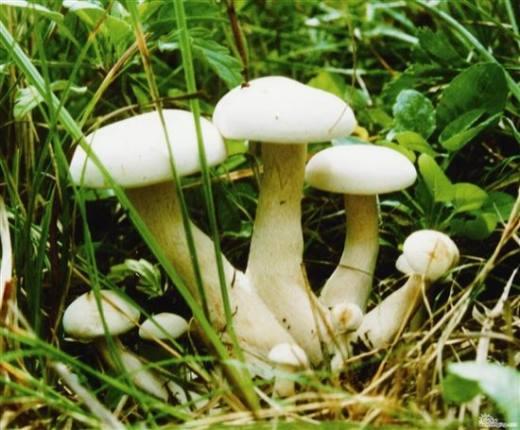 口蘑是什么蒙古草原独有的白色伞菌属蘑菇被称为食用菌之王