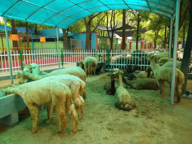 快一起去沙市中山公园动物园看羊咩咩组图