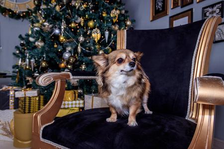 生锈季节性繁殖奇瓦瓦狗在圣诞树的背景下繁殖.节日狗照片