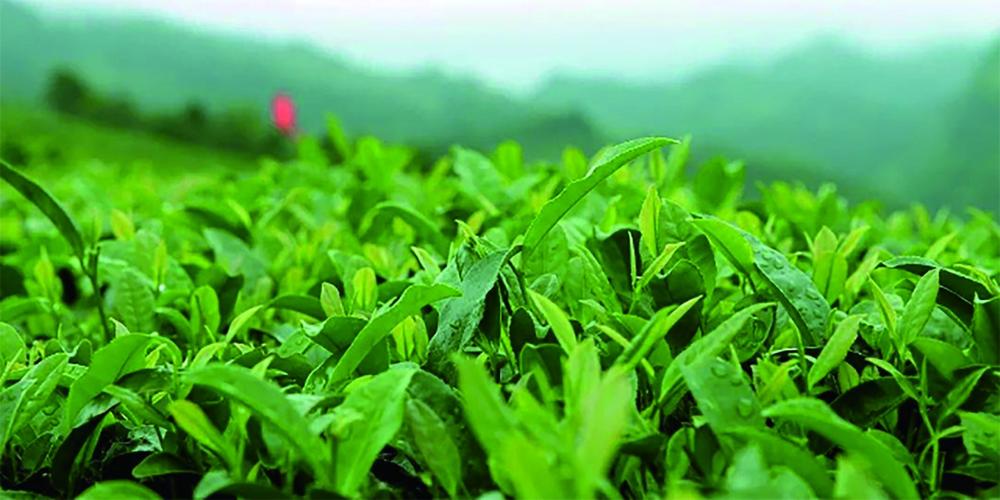 湖北大冶生态茶里致富经探寻大冶茶产业发展之路四