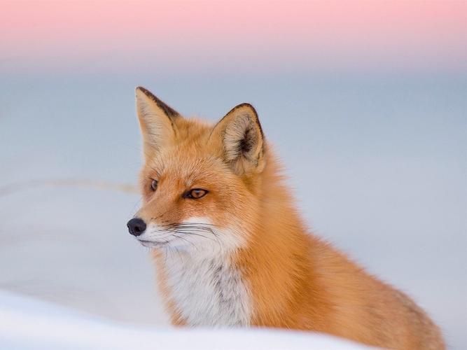 描述: 冬季狐狸红色自然-高品质高清壁纸 当前壁纸尺寸: 1280 x 960