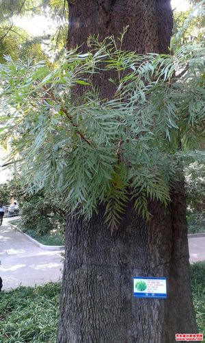 适宜在市区做行道树的植物树种有哪些