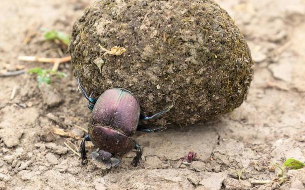 屎壳郎,又称为"蜣螂",是一种重要的甲虫类昆虫.