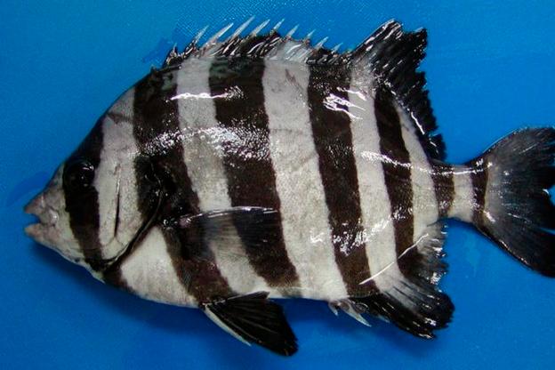  i>oplegnathus fasciatus /i>)是石鲷科,石鲷属一种恋礁性鱼类