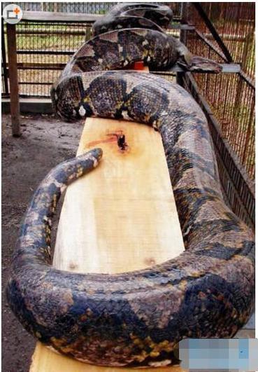 宜宾地震发现大蛇(宜宾地震发现120米大蛇)