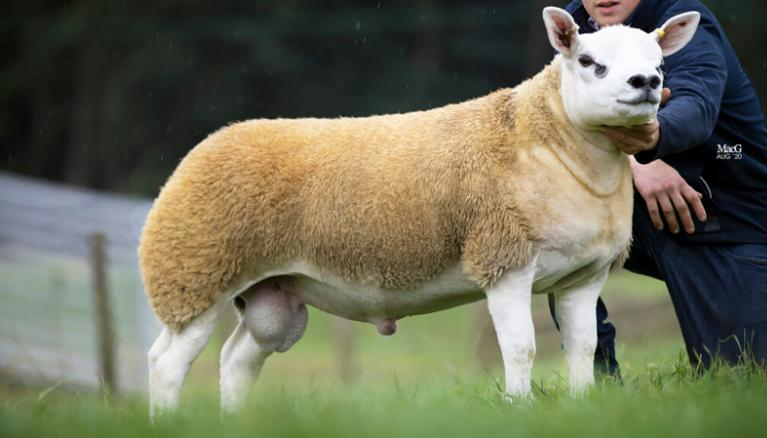 界上最昂贵的绵羊刚刚以490000美元的价格被购买