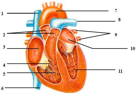 如图是心脏结构解剖示意图,根据图回答