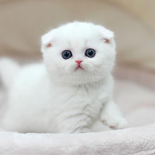 猫幼宠物猫咪活体苏格兰折耳纯白色英国短毛猫折猫咪