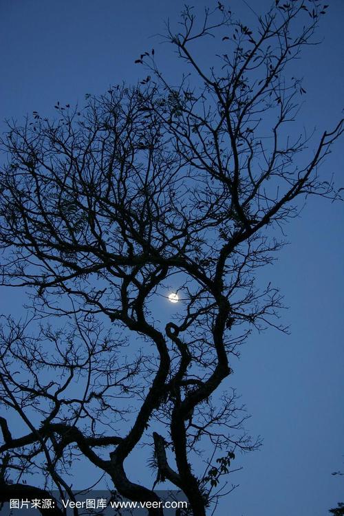 月亮和树