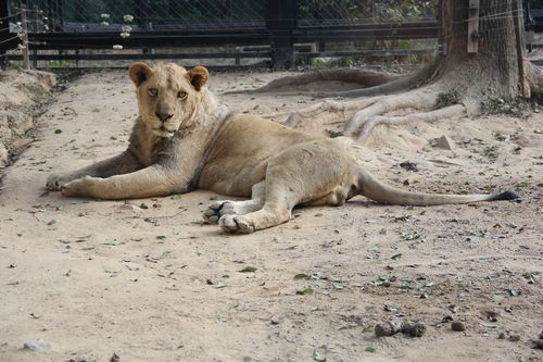 中山动物园狮子