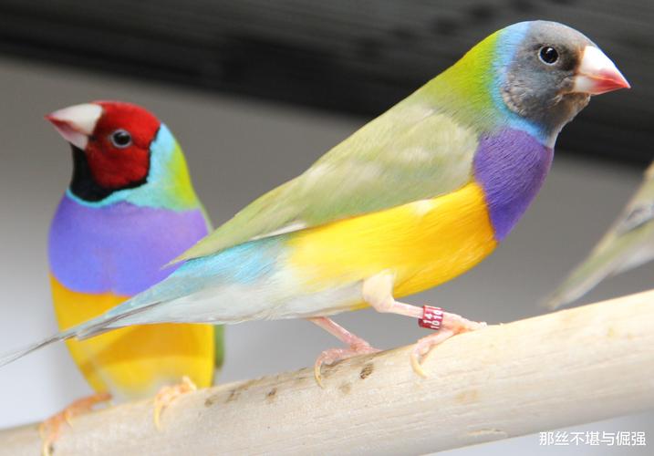探秘:宠物世界之鸟类,非常受欢迎的30种鸟,灵巧而美丽动人 - 国际资讯
