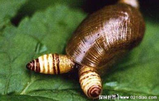 僵尸蜗牛是什么 僵尸蜗牛有多可怕