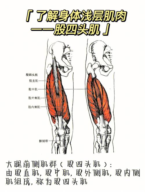 股四头肌:由股直肌,股中肌,股外侧肌,股内侧肌组成,称为股四头肌起点