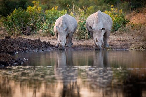 两个,犀牛,白犀牛,喝,水坑,看别处,反射,水中