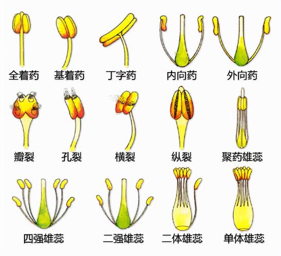 花的基本结构简图(教科书般的植物形态图解)
