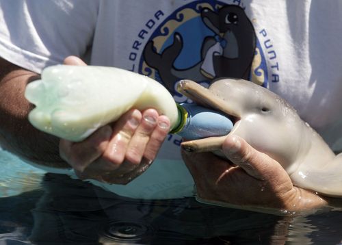 获救的海豚宝宝