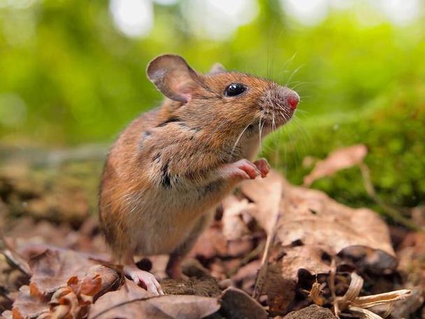老鼠是一种啮齿目哺乳动物,它们的身体小巧玲珑,体长一般在10-30厘米