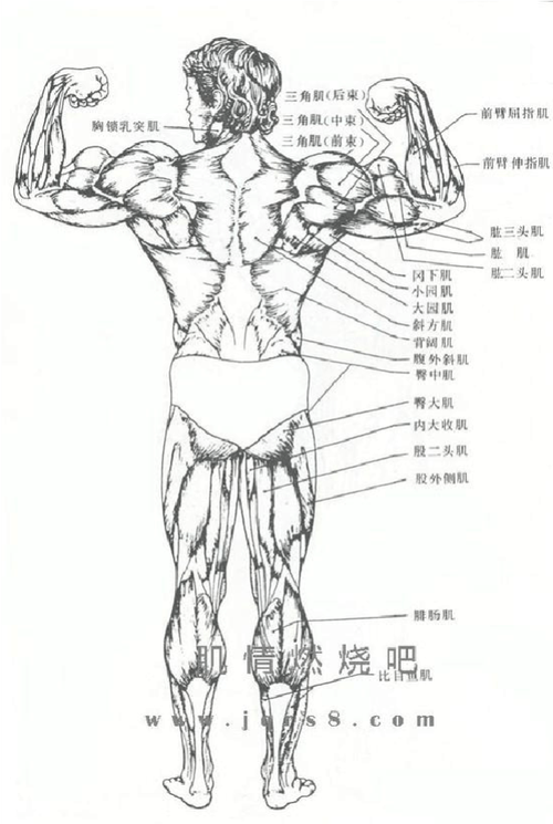人体肌肉图解