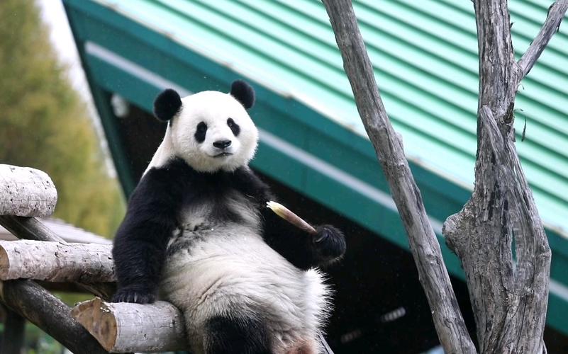 【大熊猫思嘉】坐在梯子上吃笋的日常_哔哩哔哩_bilibili