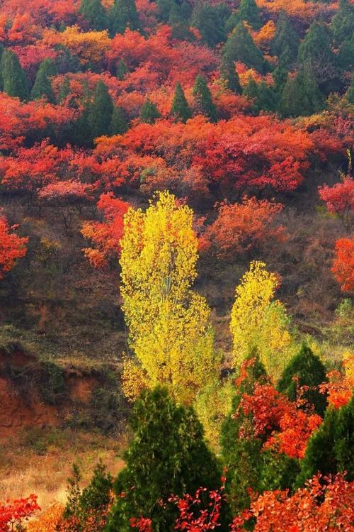 看完这6个全国最美秋景地我决定改变秋季出行计划