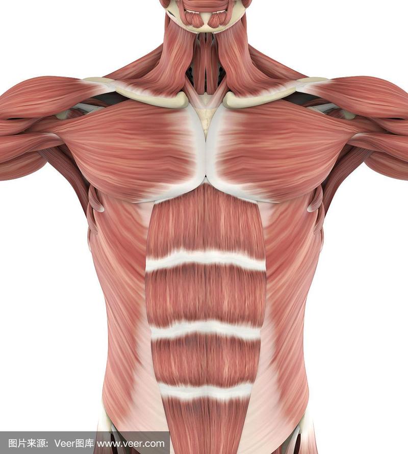 人类肌肉,顶部,,健康保健,胸大肌