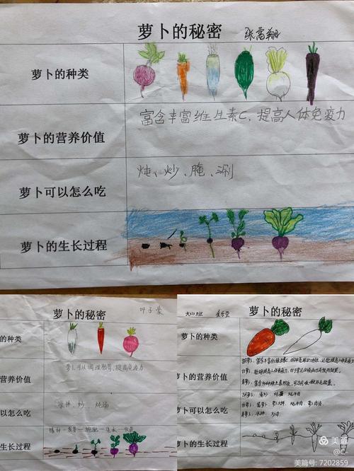 艾迪贝尔幼儿园唐四班"嗨"翻萝卜——班本课程