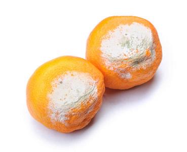 发霉的腐烂的曼德拉鹬鸵吉祥物和背景和照相机使摆姿势桔汁成熟的橘子