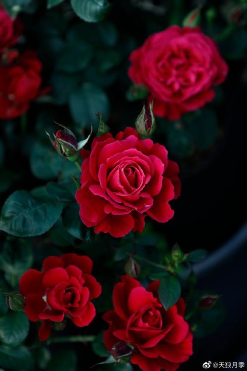 月季,还未命名,就暂时起代号为"14周年红"(红红火火嘛)喜欢红色系的花