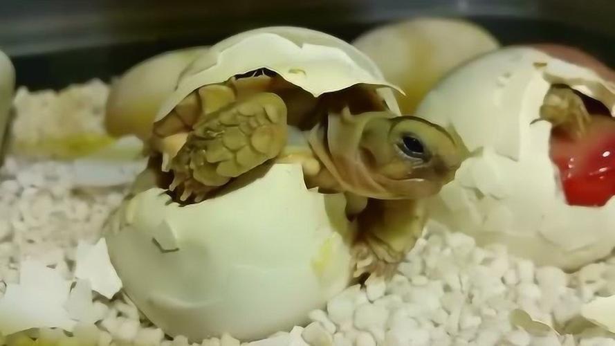 实拍乌龟破壳而出的精彩瞬间原来刚出生的小乌龟长这样太萌了