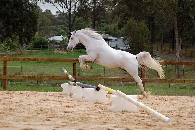 无骑手马匹自由跳跃障碍,发现年轻马的天赋与潜力