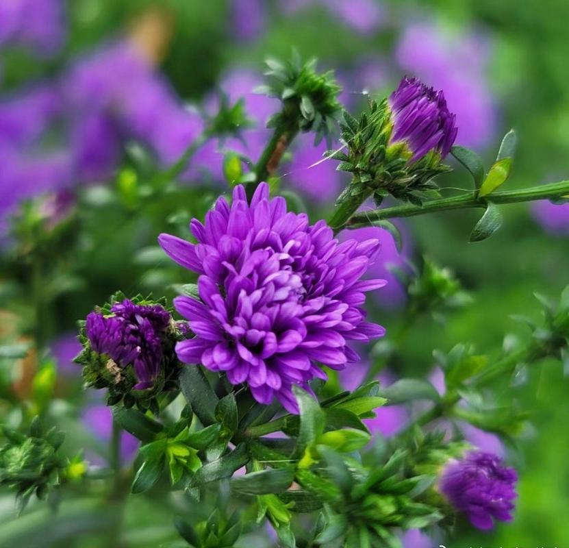 一天一种花:联毛紫菀属多年生宿根草本植物,株高可达100厘米,全株被粗